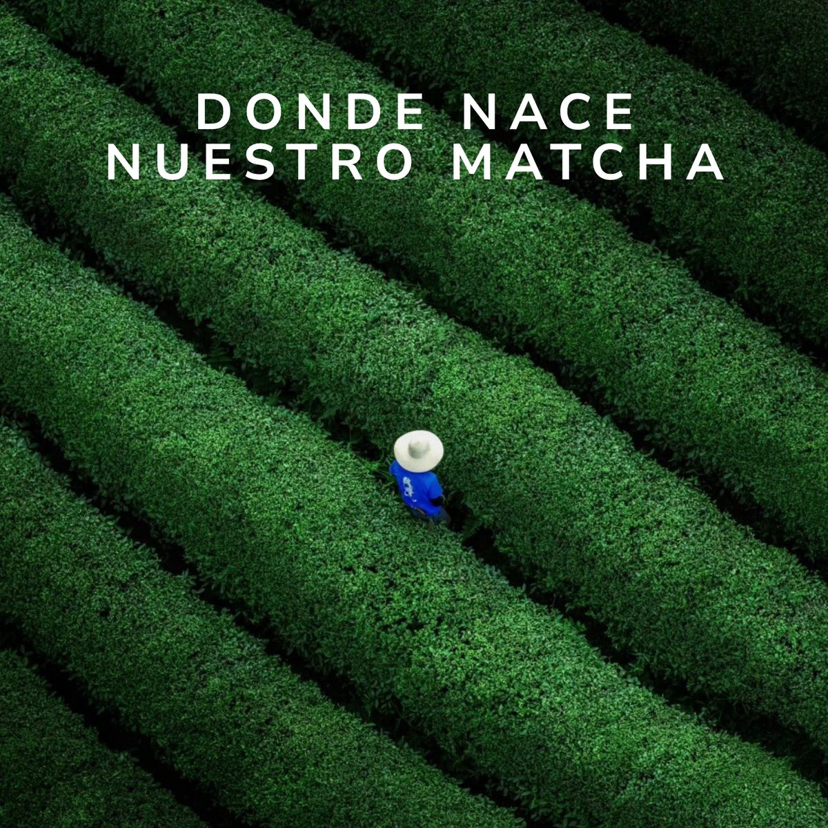 El origen del matcha en Lishui