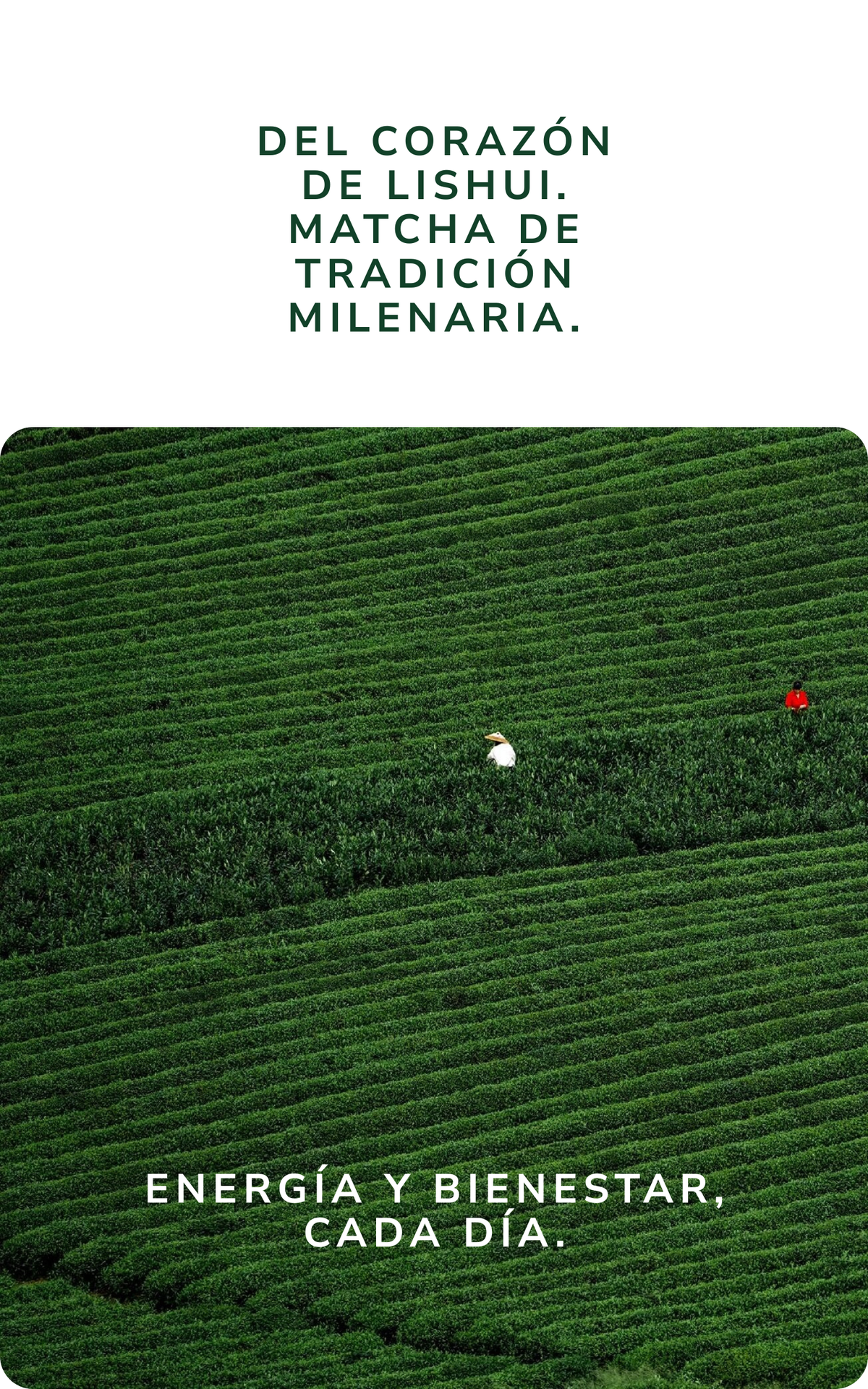 Del corazón de Lishui, matcha de tradición milenaria